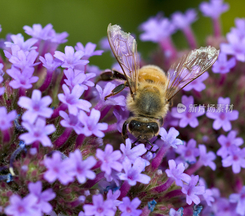 大昆虫蜜蜂(Apis mellifera)在紫色的花